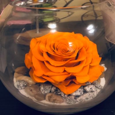 rosesinlangley's profile picture. Preserved Natural Roses that can last for years to come without losing their beautiful characteristics #langleybc contact me: ecuacanimport@yahoo.com