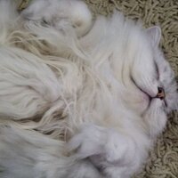 taka256 (@taka256) 's Twitter Profile