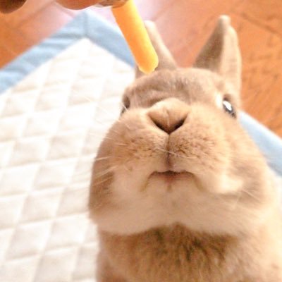 社会人4年目/∞×green/しーちゃんは2018/03/01にお月様に帰っていきました🕊今頃はお月様組みんなと仲良くしてるかな