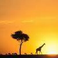 Tiffany Raft (@safarispots) 's Twitter Profile