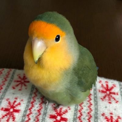 世界の鳥を見て回りたい！マイルドなバードウォッチャーです(見る専です)。アイコンのオレンジフェイスほのちゃんは日本の実家にいます。ブツブツ内容はごった煮です。。
Lived: 🇪🇸🇳🇿🇦🇺