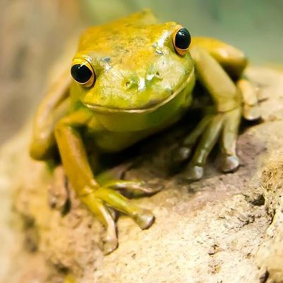 waraukaeru's profile picture. 