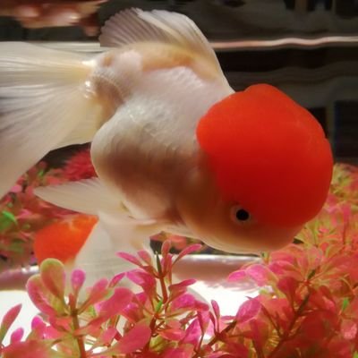 木蓮(もくれん)さんのプロフィール画像