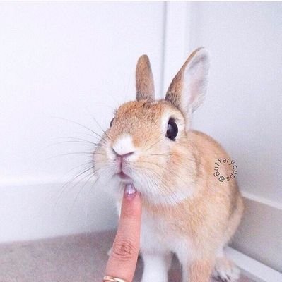 perche_me's profile picture. 