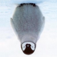 Kevin Kwok (@antimatter15) 's Twitter Profile