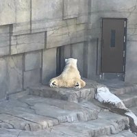 しろくま (@hk_snp) 's Twitter Profile