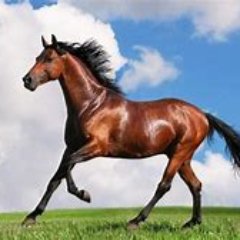RiverSalako's profile picture. 