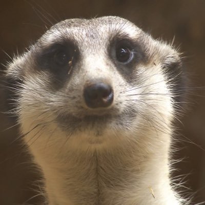 mazapatero's profile picture. Born in Palencia. Corporate lawyer. Proud Spaniard. Tech and History Geek. Gamer. Views are my own.