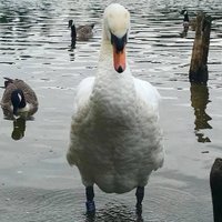Chorlton Water Park (@friendsofcwp) 's Twitter Profile