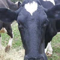 @CattleKate π (@cattlekate3) 's Twitter Profile