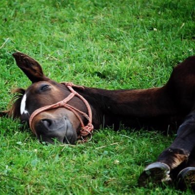 競馬垢つくりました🏇府中競馬に出没します！