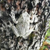 Grey Frog 🇨🇦🐓🍷🌻(@JRobertSeguin) 's Twitter Profile Photo