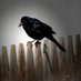 CrowBar (@BobCorvid) Twitter profile photo