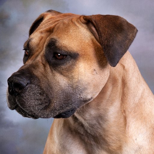 Temperament, Health, Work-ability, Guardianship, Trust and Platinum excellence. Breeding to the original standard of the breed founders. AKC, UKC, SABBS, BI
