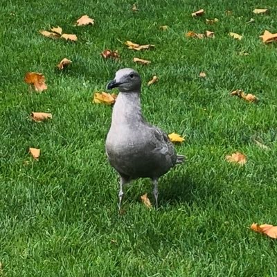 pronoun collector. non-binary, disabled writer & artist. ID: header is green grass, profile is grey seagull on grass with leaves.