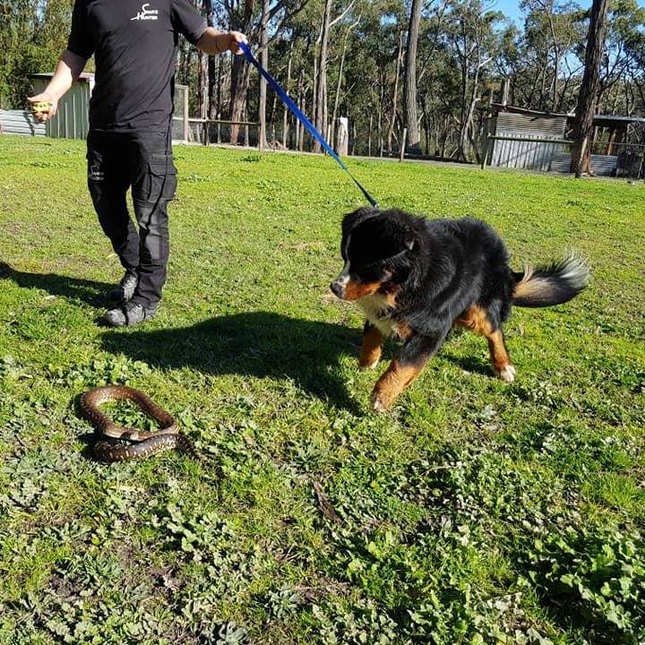 The Official Canine Snake Avoidance Twitter Page of Mark Pelley The Snake Hunter! Protect Dogs From Snakes in Melbourne.
