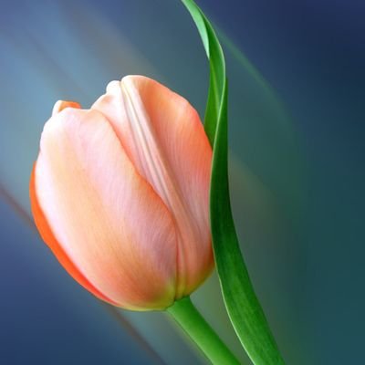 Santosh82883875's profile picture. Hi