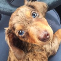 Lincoln the Dachshund 🐾(@LinktheDoxie) 's Twitter Profile Photo