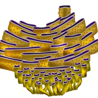 rough endoplasmic reticulum roughendoplas11 twitter endoplasmic reticulum