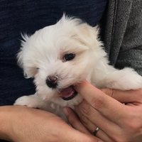 こむぎくん (@mamemame0213) Twitter profile photo