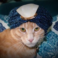 Wise PaxCat(@WisePaxCat) 's Twitter Profile Photo