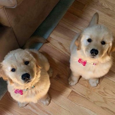 Golden Glory Pups Glorypups Twitter
