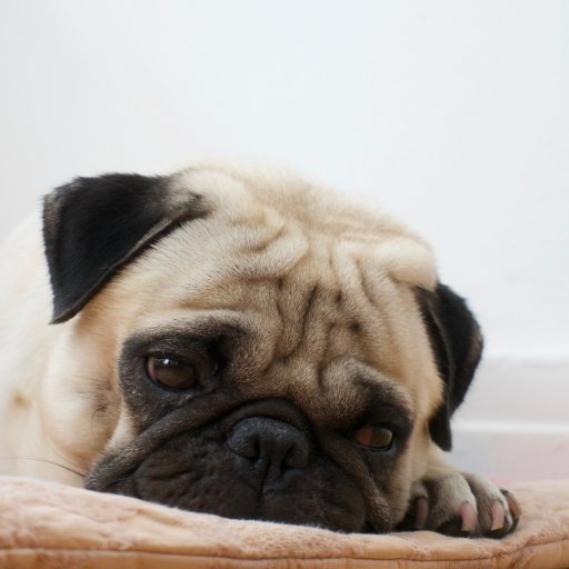 OdinDaPuggo's profile picture. NYC Pug with an appetite to match my cute face. Watch videos of me eating and munching on my channel!