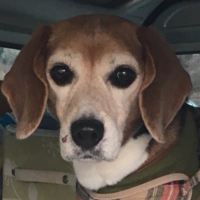 Ruruhana85's profile picture. ハナが旅立ち、縁あってJRTハリーを迎え只今16歳。ビーグル、お笑い大好き。音楽は力♬。関東で暮らした日々は宝です✨