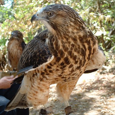 Raptorphile and all-around nature lover. She/her