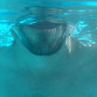 Saiwyn Quadras (@saiwynq) 's Twitter Profile