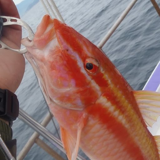 高知新聞 魚信 釣りのページ 渓流の女王はとっても美しい魚でした アオリイカやアジゴ ワカナと堤防もにぎやかで 沖ではネイリやハマチにカツオ キメジも 磯は尾長グレがシーズンインの模様です 物部川の冬季釣り場 キャッチアンドリリース
