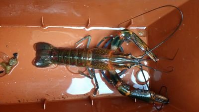 SAVEYOURMONEY7's profile picture. TRADER N SELLER LOBSTER FRESHWSTER