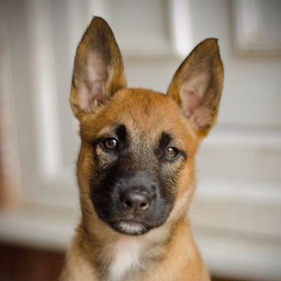 PuppyDo90427582's profile picture. Ooo