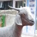 goat-of-the-day (@day_goat) Twitter profile photo goat-of-the-day (@day_goat) Twitter profile photo
