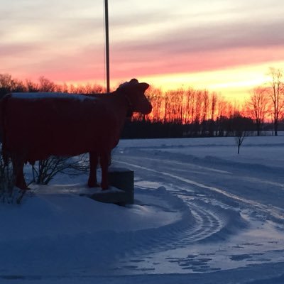 Dairy Farmer with robots.