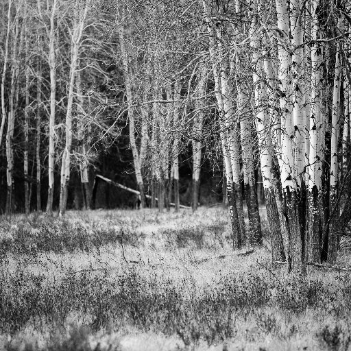 jsdaviso's profile picture. FARTCOIN Whale