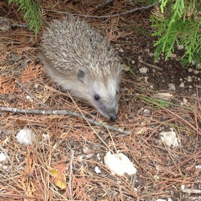 Mafeu14's profile picture. “Facta non verba” Por España siempre 🇪🇸🇪🇸🇪🇸🇪🇸🇪🇸🇪🇸