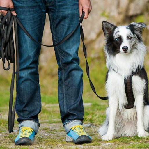 codockiem's profile picture. Dog trainer