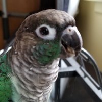 Krisnda785 (@krisnda785) 's Twitter Profile