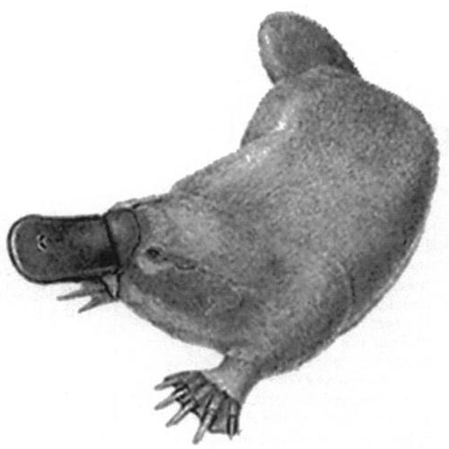 I'm an ornithorhynchus paradoxus... Tormented data stylist...
Interests far and near... Wear a mask... Wash your hands....
Practice social distancing... Plz...
