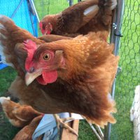 EdgeGroveHens (@edgehens) 's Twitter Profile