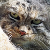 @mirabilos@toot.mirbsd.org + 🐈‍⬛ Čara (Чаро)(@mirabilos) 's Twitter Profile Photo