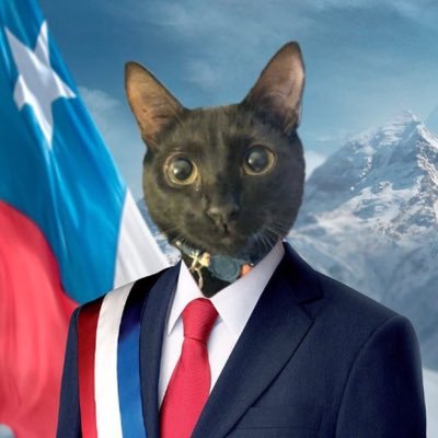 Soy mas que un gato, soy el súper Gino Cisarro!  #PresidenteEncargado