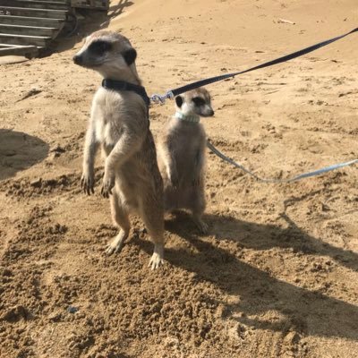 兵庫県加古川市にある小動物専門店です。 定休日月曜日と水曜日。 営業時間　平日13時〜20時　土日・祝日11時〜20時