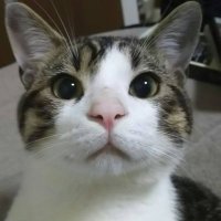 あゆころ (@ayu_mozu0901) 's Twitter Profile