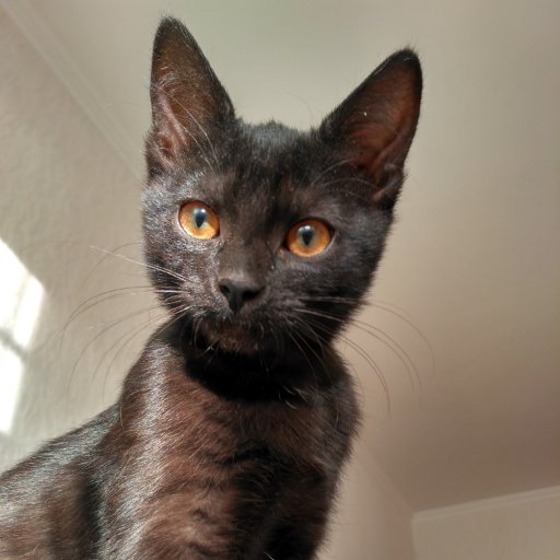 Ofliosha's profile picture. Curieuse, vilaine, parfois douse et aimante 👑