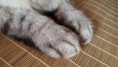 9001077501's profile picture. 成人済です。銀silver soul魂、リヴァペト、AMAZ、dcst 米おさなな、チ。が好きでただただ見守っています。フォロー失礼いたします。