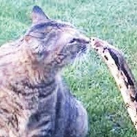 SmugCrob (@nick84646722) 's Twitter Profile