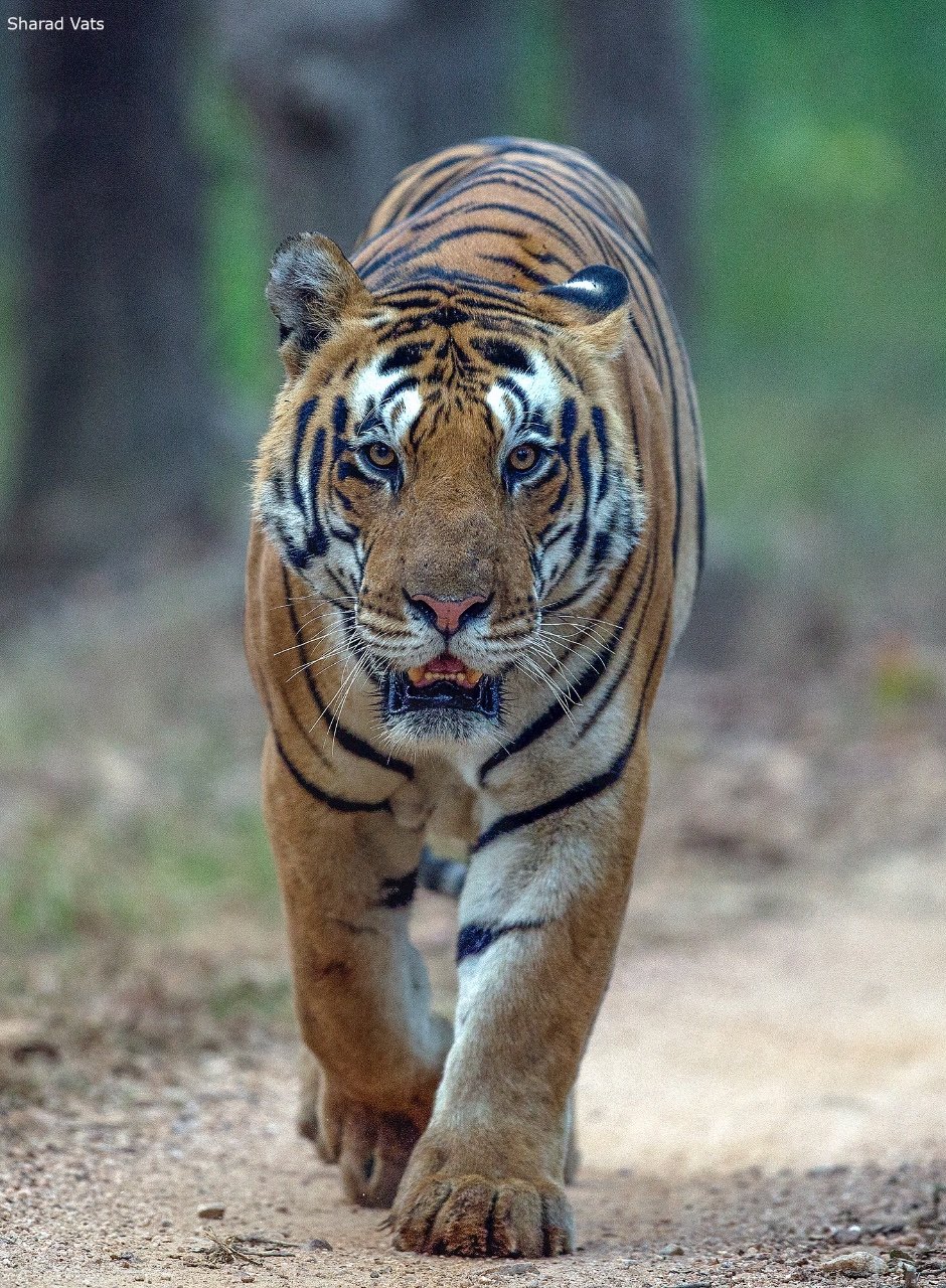 TigerSafariInd's profile picture. 