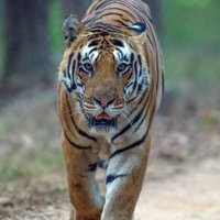 TigerSafariIndia(@TigerSafariInd) 's Twitter Profile Photo